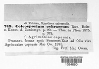 Pucciniastrum agrimoniae image